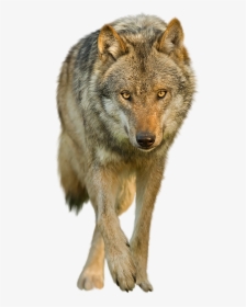 Wolf Png Transparent Images - Transparent Background Coyote Transparent, Png Download, Transparent PNG