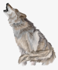 Download Wolf Png Pic - Transparent Background Wolf Png, Png Download, Transparent PNG