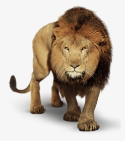 Prowling Lion Transparent Png Image - Picsart Lion Png, Png Download, Transparent PNG