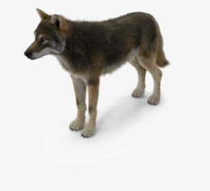Grey Wolf Png Pic - Canis Lupus Tundrarum, Transparent Png, Transparent PNG