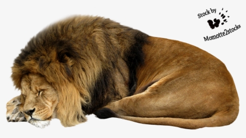 Clipart Swimming Lion - Sleeping Lion Clipart Free, HD Png Download, Transparent PNG