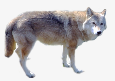 Grab And Download Wolf High Quality Png - Png Wolf, Transparent Png, Transparent PNG
