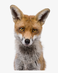 Fox Head White Background, HD Png Download, Transparent PNG