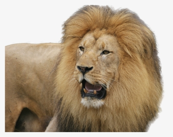 Lion Png, Transparent Png, Transparent PNG