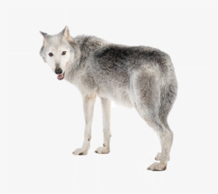 Wolf Png Picture - Gray Wolf White Background, Transparent Png, Transparent PNG