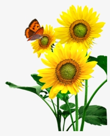 Clipart Sunflower Flowers, HD Png Download, Transparent PNG