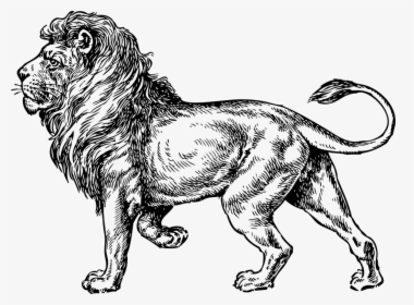 Lion, Wild, Animal, Mane, King, Standing, Carnivore - Lion Drawing Png, Transparent Png, Transparent PNG