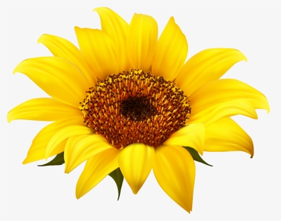 Sunflower Png Clipart - Sunflower Clipart Png, Transparent Png, Transparent PNG
