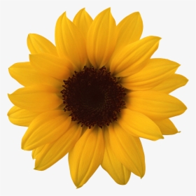 Sunflower Png - Transparent Background Sunflower Png, Png Download, Transparent PNG