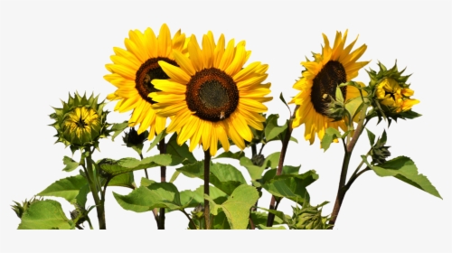 Sunflowers Png, Transparent Png, Transparent PNG