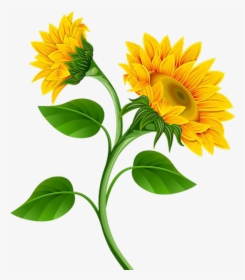 Sunflower Png Photo - Sunflower Clipart Png, Transparent Png, Transparent PNG