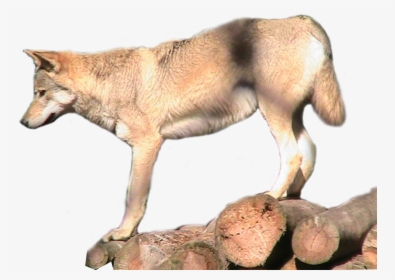 Grey Wolf Png Transparent Image - Wolf, Png Download, Transparent PNG