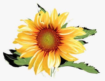 Sunflower Png Watercolor - Watercolor Sunflower Clip Art, Transparent Png, Transparent PNG