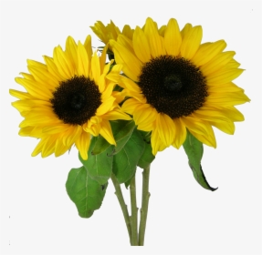 Picture Png Sunflower - Corn Beans Squash And Sunflowers, Transparent Png, Transparent PNG