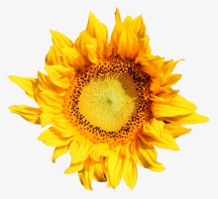 Sunflower, HD Png Download, Transparent PNG