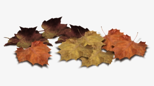 Pile Of Autumn Leaves Png, Transparent Png, Transparent PNG