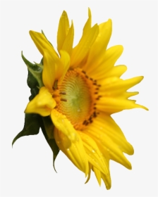 Sunflower Png Image - Png Transparent Sunflower Png, Png Download, Transparent PNG