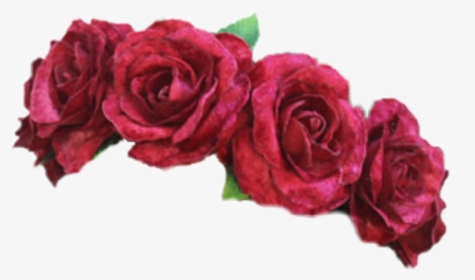 Pink,rose,garden Roses,flower,rose Family,red,cut Order,flowering - Rose Flower Crown Png, Transparent Png, Transparent PNG