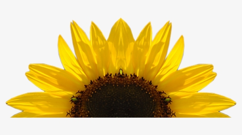 Sunflower Png Download Image - Transparent Sunflower, Png Download, Transparent PNG
