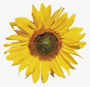 Sunflower Png Image - Subflower Transparent Background Png, Png Download, Transparent PNG