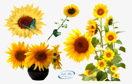 Png By Lifeblue - Sun Flower Plant Png, Transparent Png, Transparent PNG