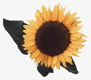 Aesthetic Sunflower Png Image Aesthetic Sunflower Transparent