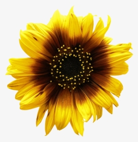 Sunflower Png Image - Clipart Sunflowers, Transparent Png, Transparent PNG