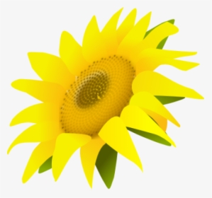 Sunflower Png Free Download - Sunflower Transparent, Png Download, Transparent PNG