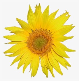 Browse And Download Sunflower Png Pictures - Single Flower, Transparent Png, Transparent PNG