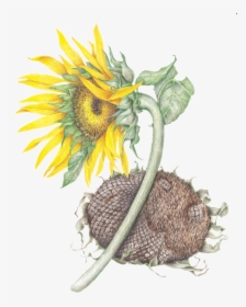 Sunflower, HD Png Download, Transparent PNG
