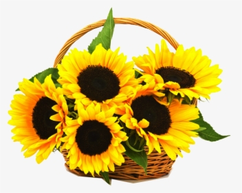 Sunflowers Png One, Transparent Png, Transparent PNG