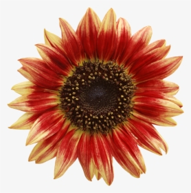 Red Sunflower Png, Transparent Png, Transparent PNG