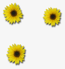 Download Picture Sunflower - Sunflower Free Image Transparent Background, HD Png Download, Transparent PNG