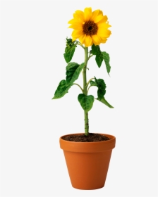 Sunflower Png - Real Sunflower In Pot, Transparent Png, Transparent PNG