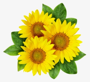 Common Sunflower Cartoon Sunflower Seed - Sunflower Png, Transparent Png, Transparent PNG