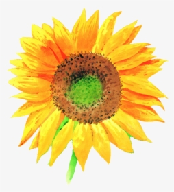 Sunflower Illustration, HD Png Download, Transparent PNG