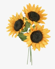 Sunflower Png Free Background - Sunflower, Transparent Png, Transparent PNG