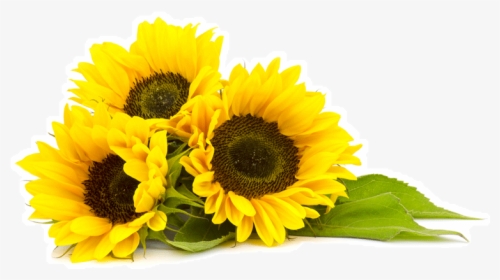 Sunflowers Png Phool - Sunflower Png, Transparent Png, Transparent PNG