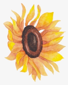 Transparent Watercolor Flowers Sunflower Watercolor, HD Png Download, Transparent PNG