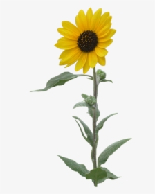 Sunflowers Png Single - Transparent Background Sunflower Clipart, Png Download, Transparent PNG