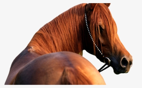 Horse Head No Background, HD Png Download, Transparent PNG