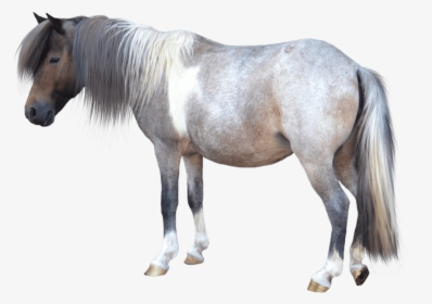 Small Horse - Transparent Background Pony Clipart, HD Png Download, Transparent PNG