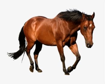 Horse, Cutout, Isolation, Bay, Animal, Equestrian - Horses Transparent, HD Png Download, Transparent PNG