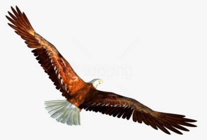 Free Png Download Eagle Png Images Background Png Images - Eagle Transparent, Png Download, Transparent PNG