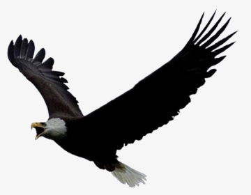 Eagle Png Free Image Download - Screeching Eagle, Transparent Png, Transparent PNG