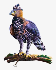 Click And Drag To Re-position The Image, If Desired - African Crowned Eagle, HD Png Download, Transparent PNG