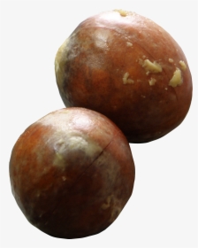 Avocado Seeds - Avocado Seed, HD Png Download, Transparent PNG