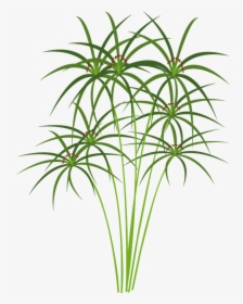 Houseplant - Drawing Of Papyrus Plant, HD Png Download, Transparent PNG
