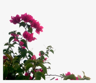 Trinitaria Png, Transparent Png, Transparent PNG