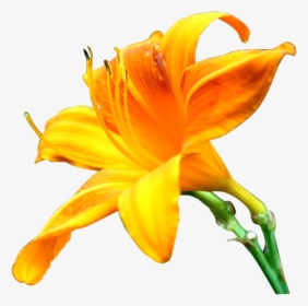 Transparent Lily Flower Png - Yellow Lily Png, Png Download, Transparent PNG